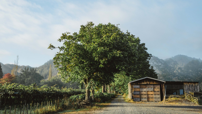 Orchard Background